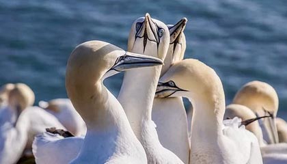 U23男足亚洲杯名单公布 王钰栋、拜合拉木领衔